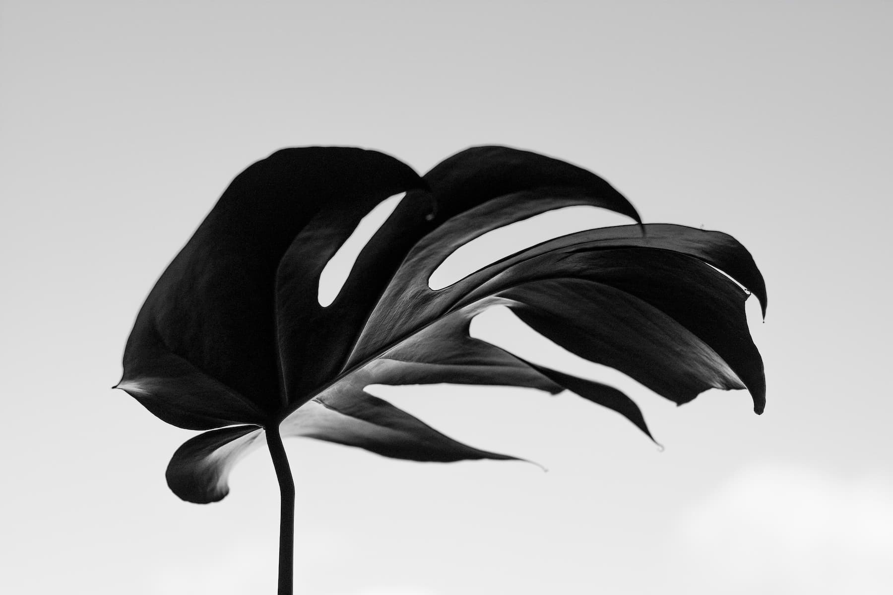 Black and white monstera leaf with elegant splits showcasing natural texture and organic beauty